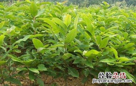 板栗种子育苗技术 板栗播种育苗技术