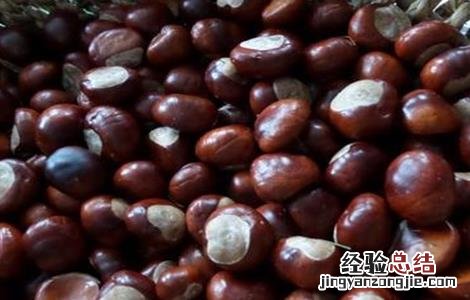 板栗种子育苗技术 板栗播种育苗技术