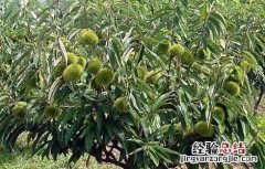 板栗种子育苗技术 板栗播种育苗技术