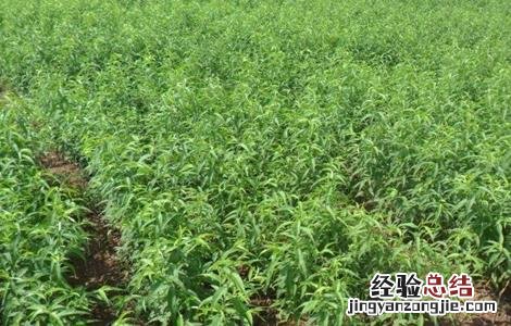 黄桃栽培技术及经济效益 黄桃栽培技术