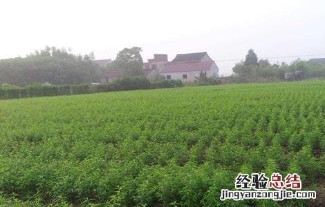 黄桃栽培技术及经济效益 黄桃栽培技术