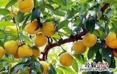 黄桃栽培技术及经济效益 黄桃栽培技术