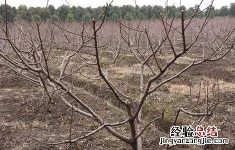 黄桃栽培技术及经济效益 黄桃栽培技术