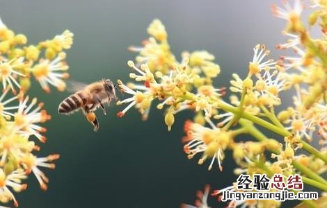 荔枝开花不结果怎么办 荔枝开花不结果怎么办视频