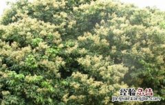 荔枝开花不结果怎么办 荔枝开花不结果怎么办视频