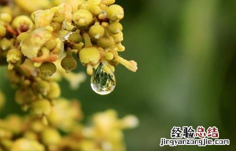 荔枝开花不结果怎么办 荔枝开花不结果怎么办视频