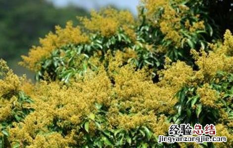 荔枝开花不结果怎么办 荔枝开花不结果怎么办视频