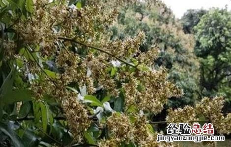 荔枝开花不结果怎么办 荔枝开花不结果怎么办视频