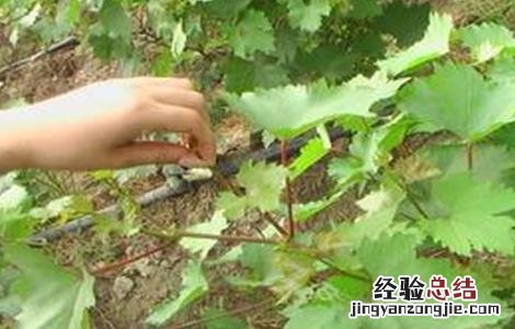 葡萄摘心技术培训 葡萄摘心技术