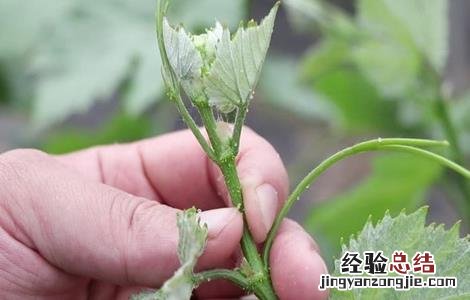葡萄摘心技术培训 葡萄摘心技术