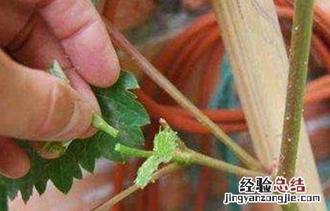 葡萄摘心技术培训 葡萄摘心技术