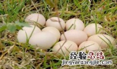 鹅蛋的功效与作用禁忌 鹅蛋的功效与作用禁忌鹅