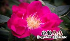 刚收到的牡丹花怎么用水养 刚买的牡丹花束水养