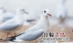 烤鸽子和鸽子汤哪个更有营养 烤鸽子的功效与作用