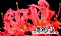彼岸花碰到血会怎样 彼岸花碰到血会怎样,是真的吗?
