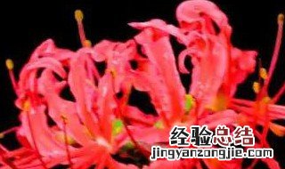彼岸花碰到血会怎样 彼岸花碰到血会怎样,是真的吗?