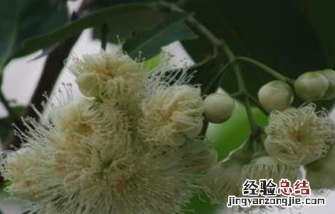 如何促进莲雾花芽分化发芽 如何促进莲雾花芽分化