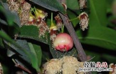 如何促进莲雾花芽分化发芽 如何促进莲雾花芽分化