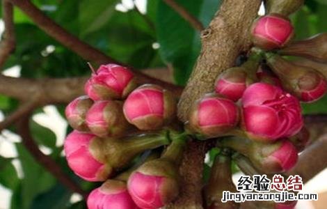 如何促进莲雾花芽分化发芽 如何促进莲雾花芽分化