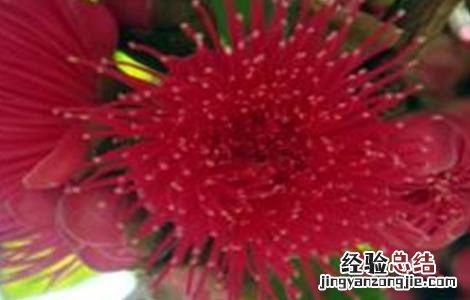 如何促进莲雾花芽分化发芽 如何促进莲雾花芽分化