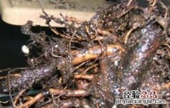 怎样防治无花果根腐病 怎样防治无花果根腐病虫害