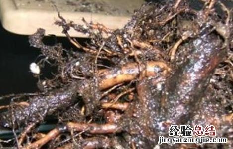 怎样防治无花果根腐病 怎样防治无花果根腐病虫害