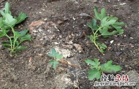 怎样防治无花果根腐病 怎样防治无花果根腐病虫害