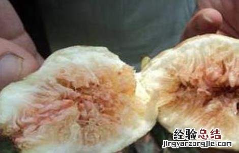 怎样防治无花果根腐病 怎样防治无花果根腐病虫害