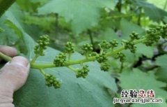 葡萄拉花技术 最全面实用葡萄拉花技术讲解