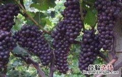 夏黑葡萄种植管理技术 夏黑葡萄种植技术讲座
