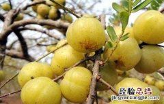 余甘种植技术与方法 余甘果种植技术
