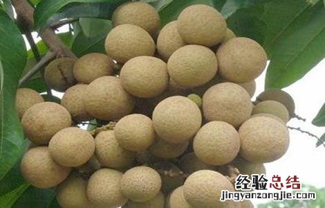 龙眼种植管理技术 龙眼种植技术与管理