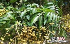 龙眼种植管理技术 龙眼种植技术与管理