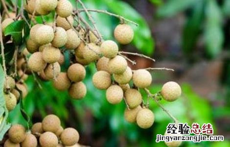 龙眼种植管理技术 龙眼种植技术与管理