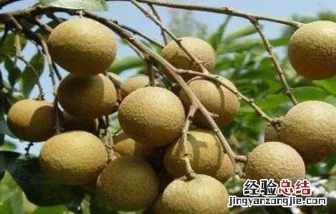 龙眼种植管理技术 龙眼种植技术与管理