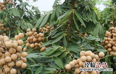 龙眼种植管理技术 龙眼种植技术与管理