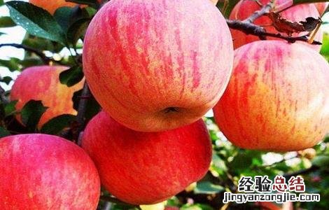 5月苹果管理技术要点 六月苹果管理要点