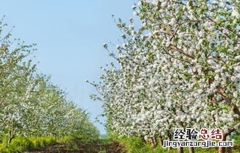 5月苹果管理技术要点 六月苹果管理要点