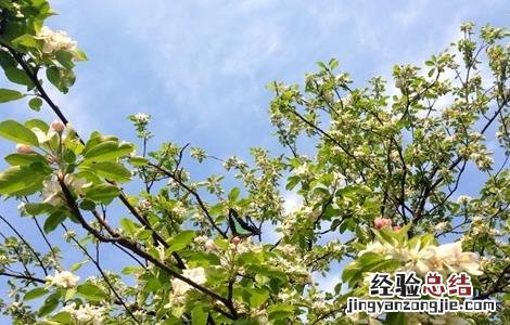 5月苹果管理技术要点 六月苹果管理要点