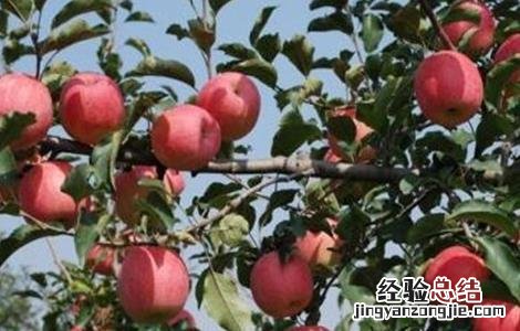 5月苹果管理技术要点 六月苹果管理要点