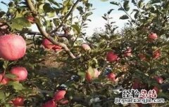5月苹果管理技术要点 六月苹果管理要点