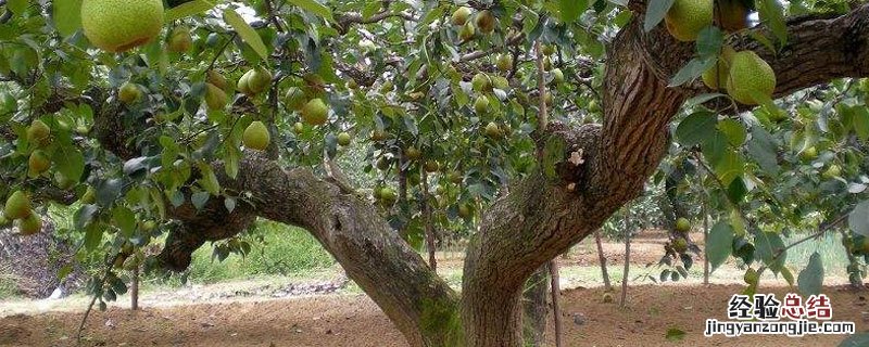 梨树棚架种植技术 大棚梨树栽培技术