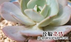 红粉台阁多肉好度夏吗 红粉台阁多肉怎么浇水