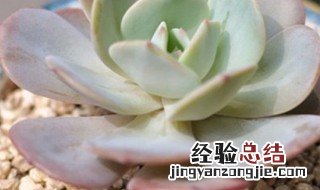 红粉台阁多肉好度夏吗 红粉台阁多肉怎么浇水