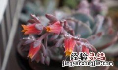 多肉红粉台阁好养吗 多肉红粉台阁怎么养