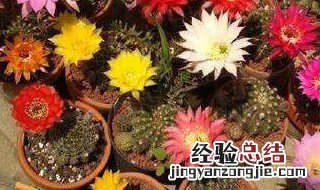 仙人球开花是什么兆头的句子 仙人球开花是什么兆头