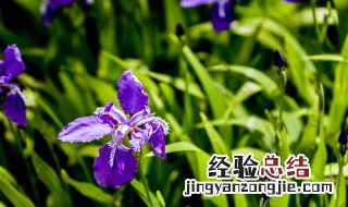 黑色鸢尾花的花语是什么 鸢尾花的花语是什么