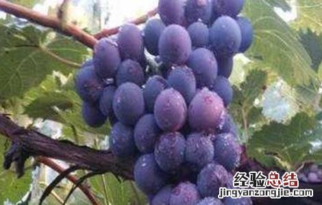 怎样提高巨峰葡萄自然做果率 巨峰葡萄如何提高坐果率