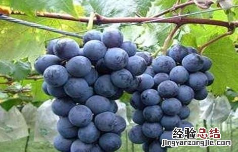怎样提高巨峰葡萄自然做果率 巨峰葡萄如何提高坐果率