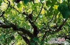 无花果不结果是什么原因 无花果不结果是什么原因造成